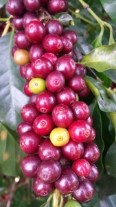 die Bohnen der verschiedenen Kaffeesorten sehen gleich aus